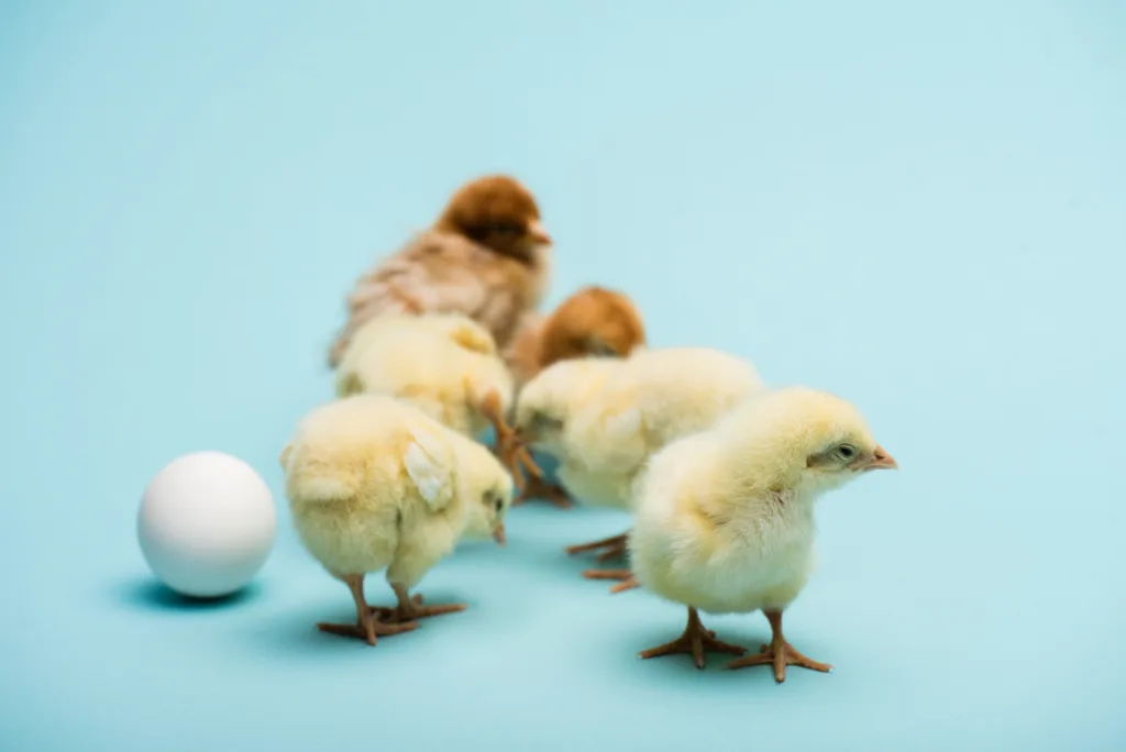 chicks without a digital marketing strategy